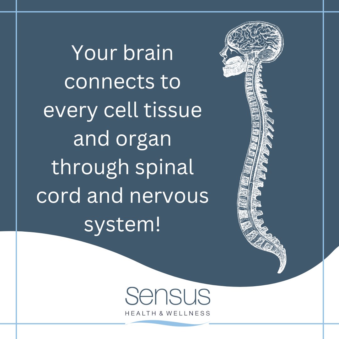 Unlock the potential! Your brain conducts the symphony, connecting with every cell through the spinal cord and nervous system! ⚡ Explore the mind-body connection at Sensus Health & Wellness. Your journey begins NOW!🐱‍🏍 #BrainConnection #SpinalHealth #SensusWellness #BookNow