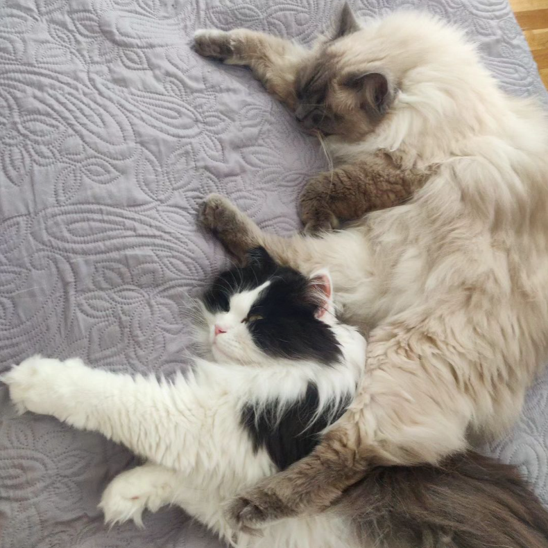 MrVsOp_'s tweet photo. @Zizaran My 2 floofmonsters https://t.co/eNAYKHiMt5