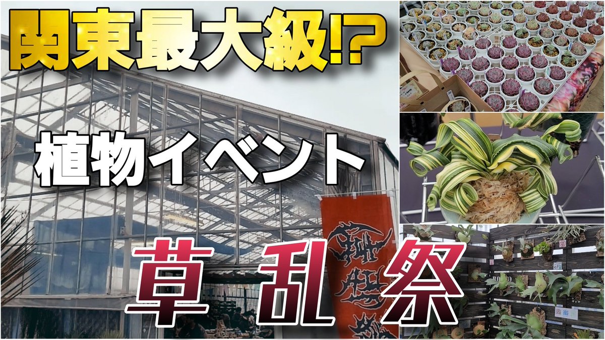 こんばんは‼️
今回はとってもexcitingで楽しい植物イベント‼️
『草乱祭』のリポート動画になります😆✨️見たこともない凄い植物やオシャレなグッズが沢山🎵
是非あなたもアクアリウムとの親和性もバッチリの植物の世界へ‼️
是非見てね😊
youtu.be/20AeHVqzLVM