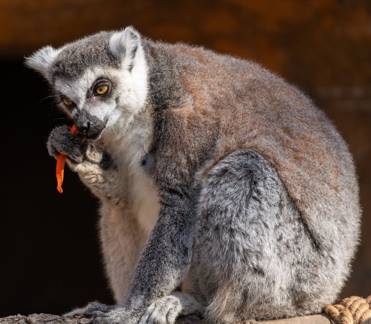 Omg the lemurs. They cannot move it move it. R O U N D.