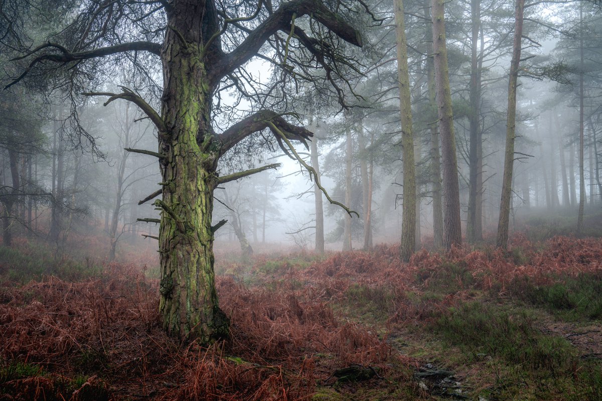 Been a little moody this past week.. #woodlandphotography #nikon @NorthYorkMoors @OPOTY