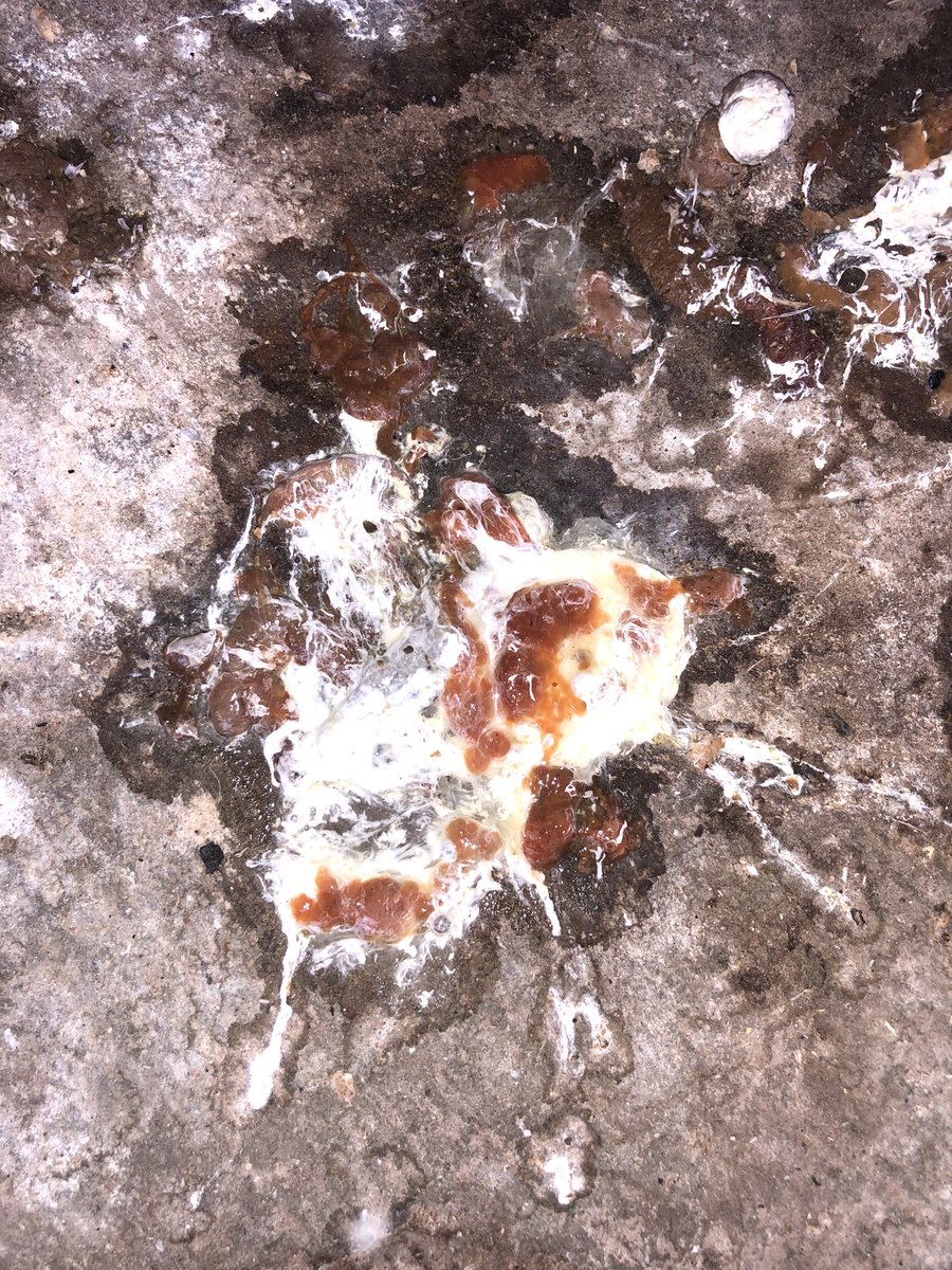 Dear Poultry farmers, I know the raining season is close please don’t because of less heat increase your stocking density. Stick to the recommended stocking density(30kg/m^2). Increasing might lead to cases of Coccidiosis if your litter is not well managed properly