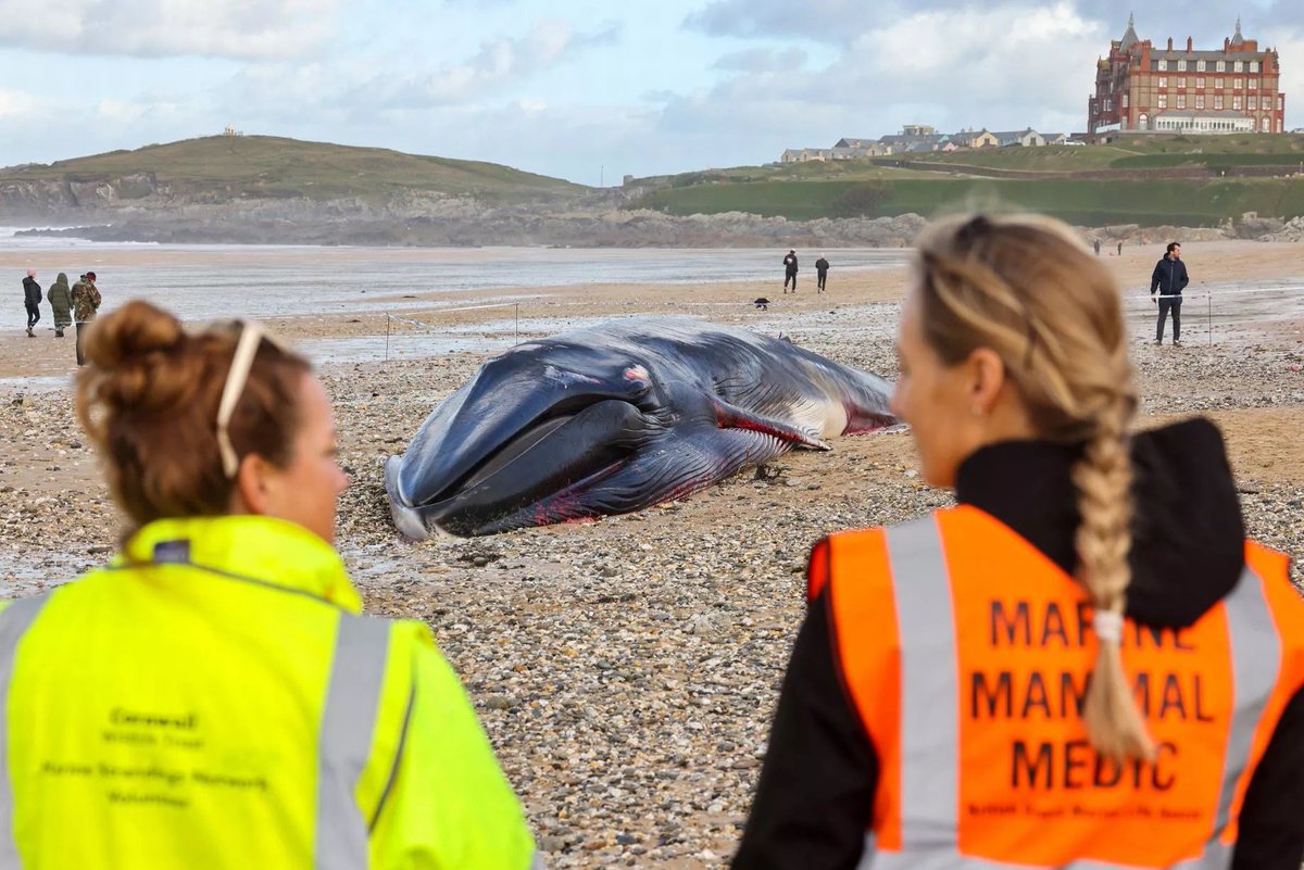 News just in from James Barnett at the  @CwallWildlife Marine Strandings Conference 2024 that the stranded fin whale at Fistral died of encephalitis. 

More news soon. 

#finwhalestranding #fistralfinwhale #whalestranding