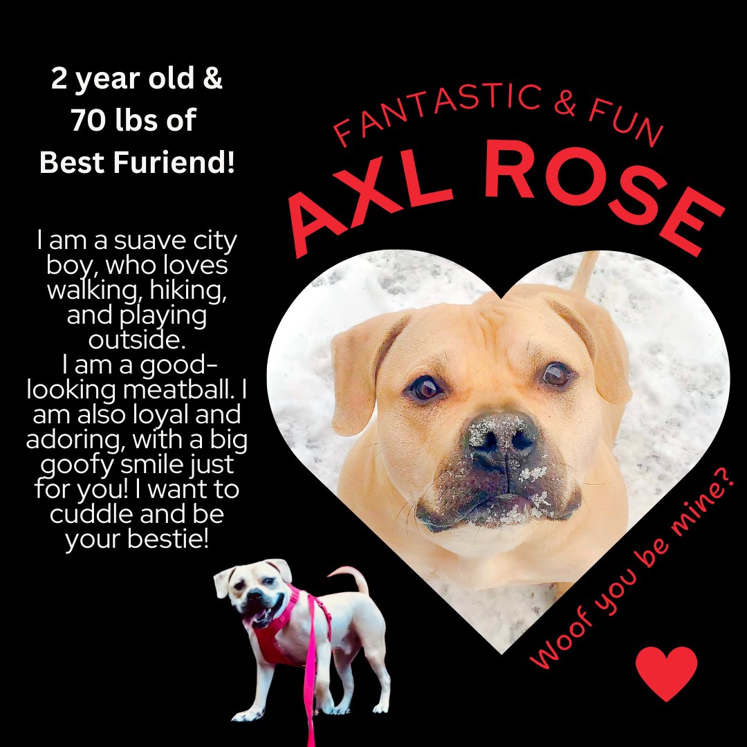 AXL ROSE has been waiting for his happily ever after for over 2 years - being homeless for 3/4 of his life! APPLY for AXL 👉amsterdog.org/application