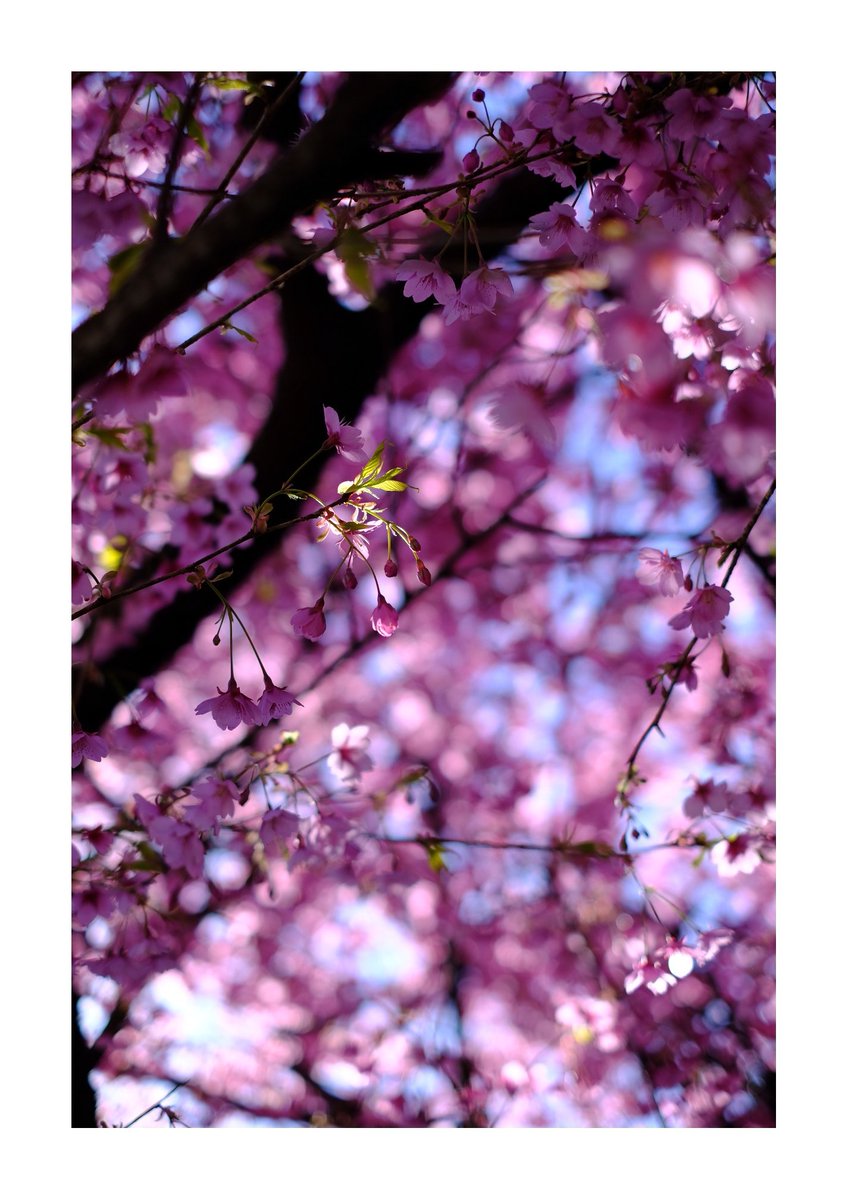 tm99fish's tweet image. 芽吹く季節