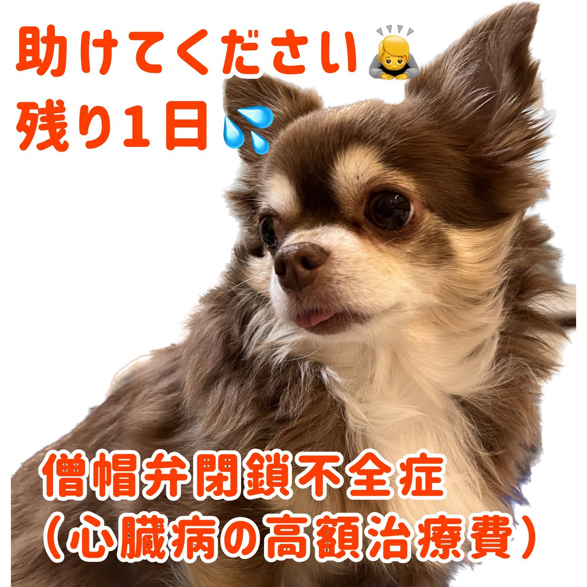 助けてください‼️
僧帽弁閉鎖不全症治療費のクラウドファンディング終了まで残りわずか💦💦

【残り1日‼️】
【目標まで40万7千円】

詳細はプロフィールURLからご覧ください🙇
家族が重い病で倒れ、皆様に頼らせていただいています🙇
readyfor.jp/projects/135900