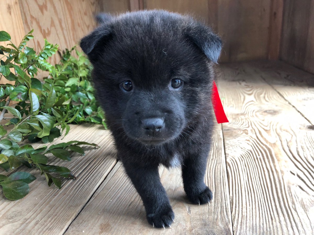 本日からアヤの仔犬を２匹、みんなのブリーダーへ掲載します。どうぞよろしくお願いします！
min-breeder.com/dog2403-01992.…