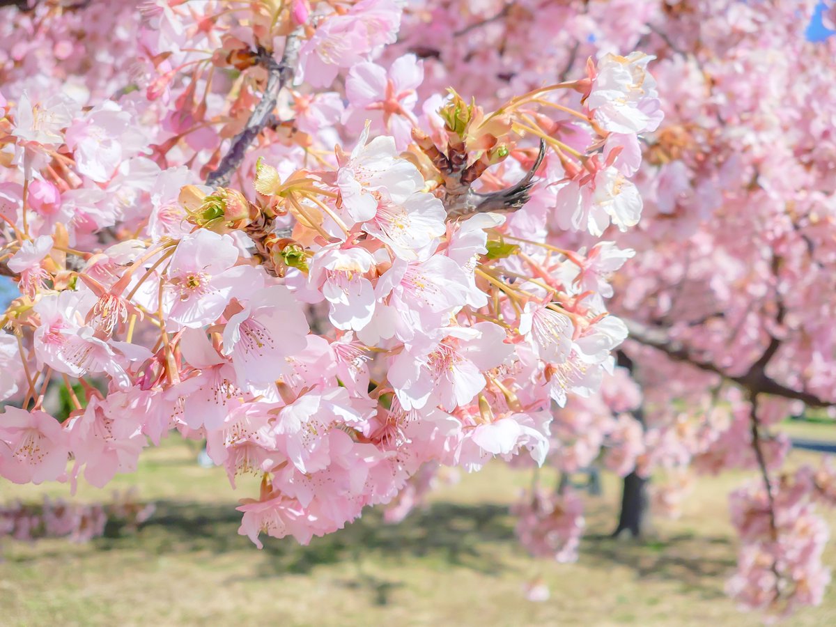 chikobu_miz's tweet image. #河津桜 #sakura 
#CherryBlossom2024

Shooting location: Toneri Park
