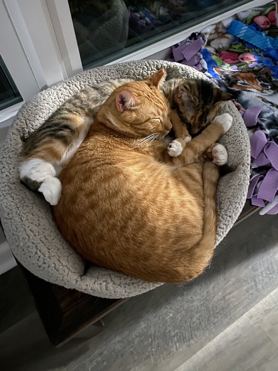 Cole & Marmalade tweet media