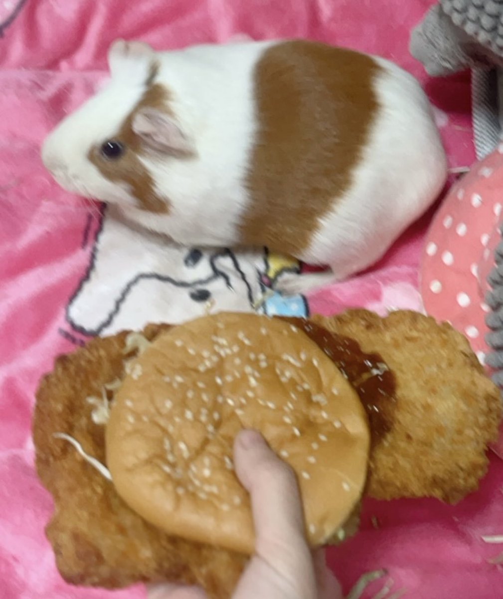 &lt;특종&gt; 왕돈까스버거, 기니피그 크기와 맞먹어