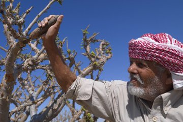 Hazarmgood's tweet photo. (نتيو ntyw أو عنتيو) و هو (المُر الحضرمي Myrrh) الطازج Fresh أو راتنج المُر الخام وموطنه الأم حضرموت

(سنتر Sntr أو سنثر) وهو البخور الحضرمي : المقدس الشاحب وموطنه الأم حضرموت https://t.co/xOSyNkxldn