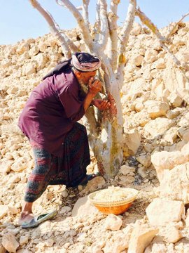 Hazarmgood's tweet photo. (نتيو ntyw أو عنتيو) و هو (المُر الحضرمي Myrrh) الطازج Fresh أو راتنج المُر الخام وموطنه الأم حضرموت

(سنتر Sntr أو سنثر) وهو البخور الحضرمي : المقدس الشاحب وموطنه الأم حضرموت https://t.co/xOSyNkxldn