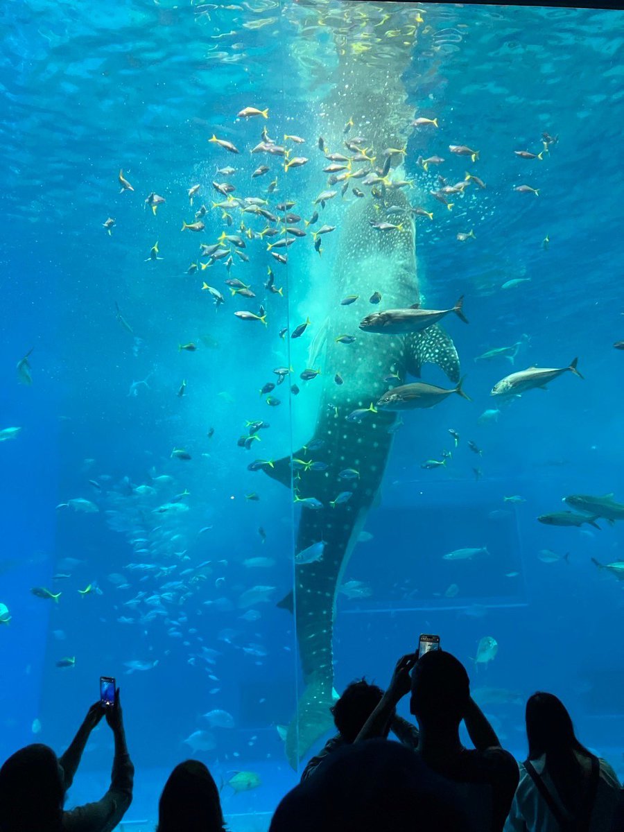 AzMayu5's tweet photo. 高校生の修学旅行11年ぶり？の美ら海 https://t.co/jQEvVnozqP