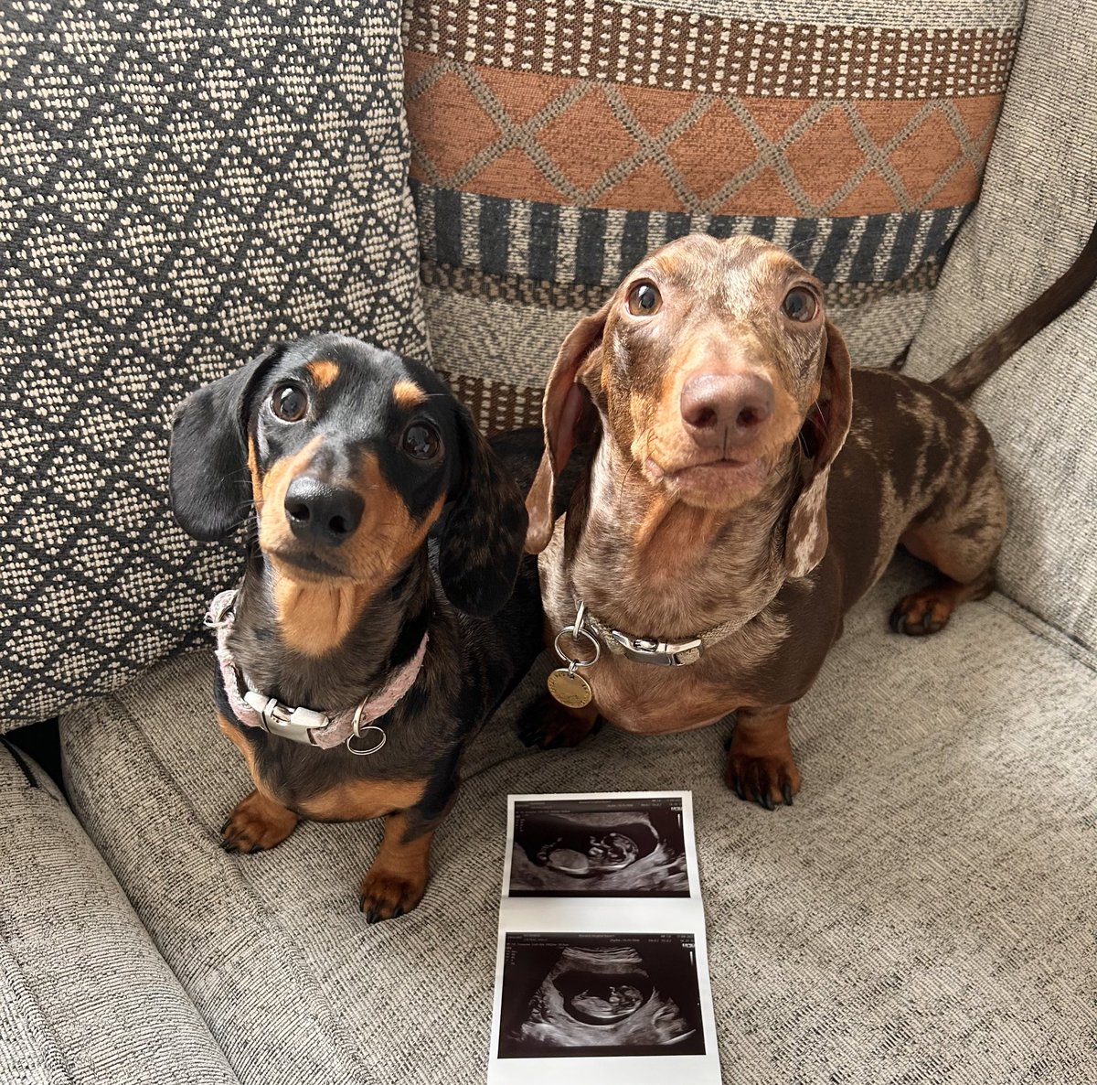 skybluesausage's tweet photo. @PeteDudgeon1 Hi Pete. Yes I have been very quiet recently. We’re getting a human sky blue brother so awaiting his imminent arrival 🐾 https://t.co/86rklBcXly
