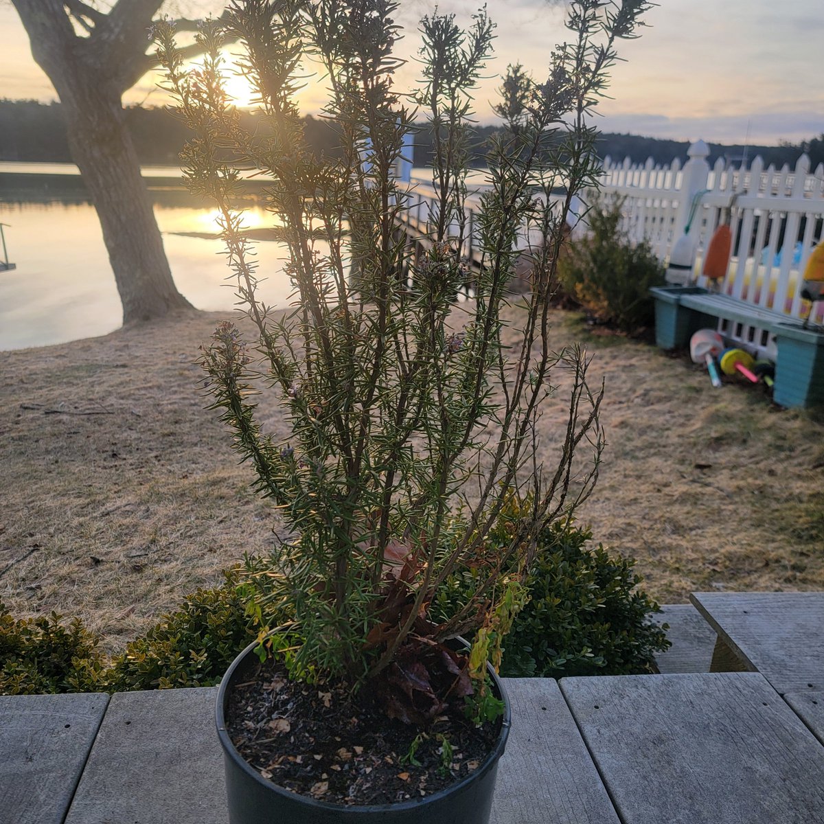growingwisdom's tweet photo. If you wintered over your rosemary plant it's time to put it outside. #growingwisdom https://t.co/j097IhBoKj