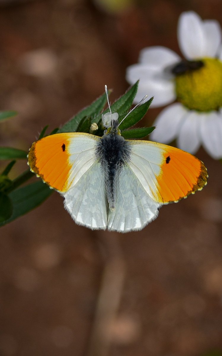 Turuncu süslü kelebeği az önce bahçeye yakın yamaç bir zeytinlikte uçuyordu ve tabi ki bu fırsatı kaçırmadım.
#orangetip #anthochariscardamines 
#turuncusüslü