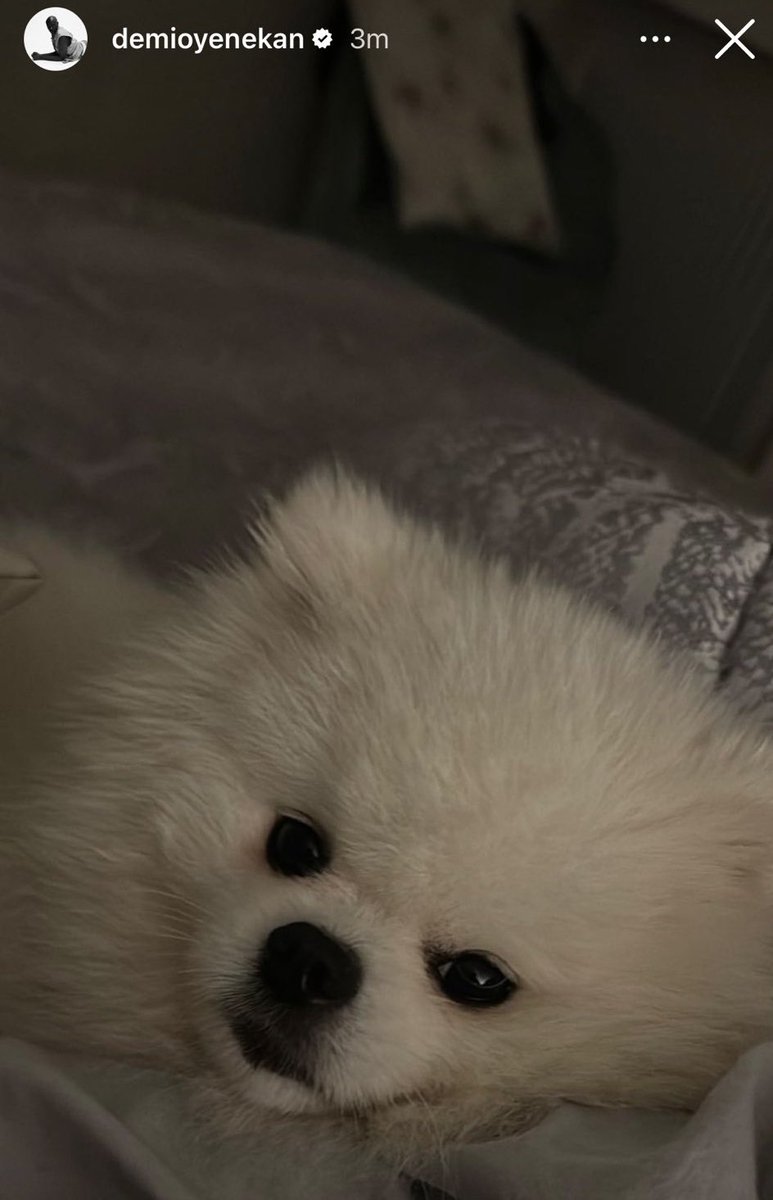 checkPG's tweet photo. @airoldi43712 @GiuliaSalemi93 Stesso letto e la coperta e' uguale 🤣 che ci fa in camera da letto il tartufo nero #PRELEMI https://t.co/lrbLJa4pdw