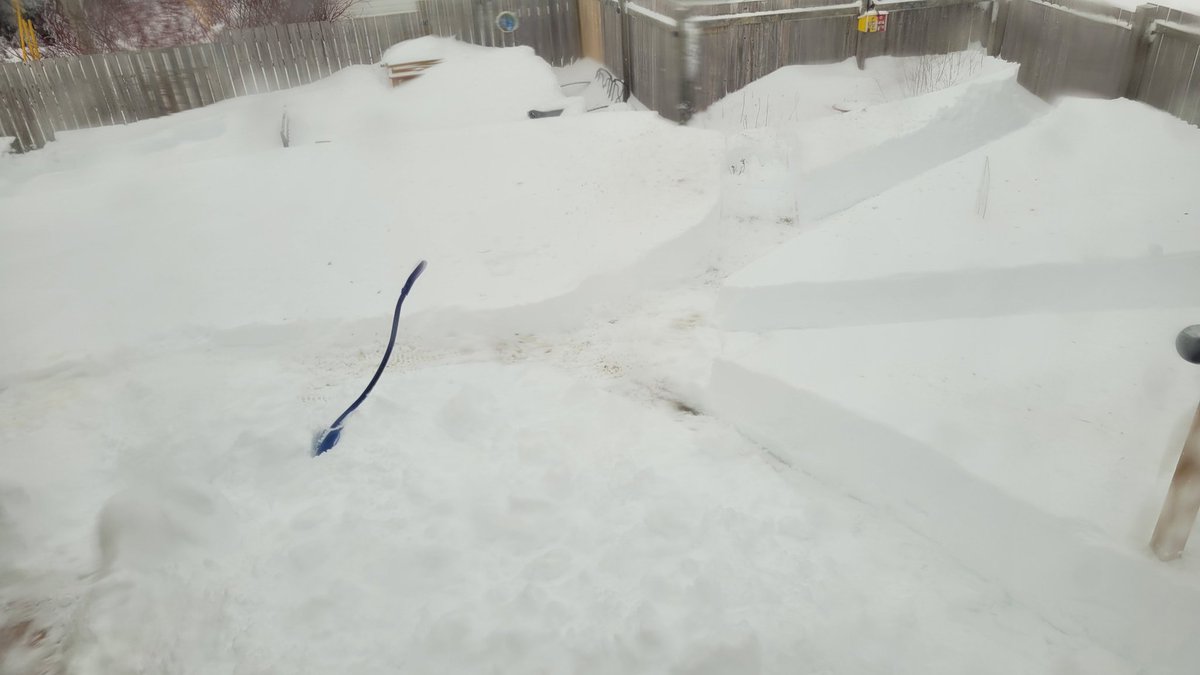 When you have 3 dogs, one with bad hips and the other a senior,  the backyard gets priority 
#NLStorm