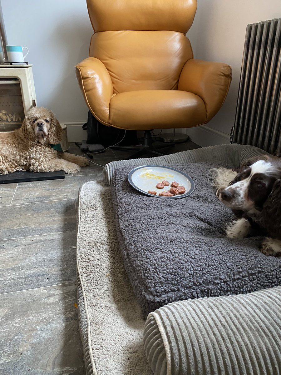 SpanielsSuper's tweet photo. Mum?
Yes Mo?
Idly has come to steal my breakfast 😤
Well eat it up & then he can’t steal it!
But I don’t want it 😔
Well, I can give it to Isky & Ronnie
No! I’m going to torment him 🤣
You little monkey 🐵
#PoorIsky
#SausageSaturday
#MakingHimWait https://t.co/Yoh63XAiUY