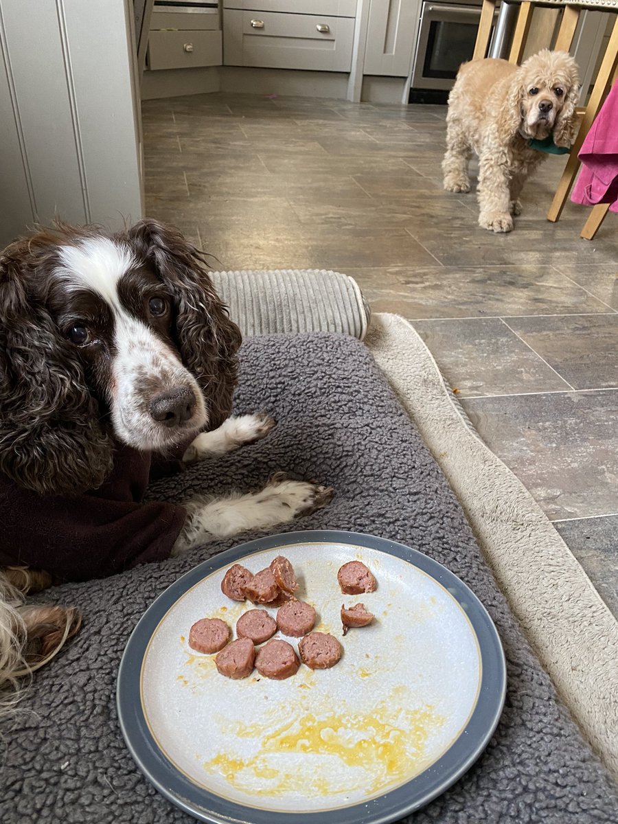 SpanielsSuper's tweet photo. Mum?
Yes Mo?
Idly has come to steal my breakfast 😤
Well eat it up & then he can’t steal it!
But I don’t want it 😔
Well, I can give it to Isky & Ronnie
No! I’m going to torment him 🤣
You little monkey 🐵
#PoorIsky
#SausageSaturday
#MakingHimWait https://t.co/Yoh63XAiUY
