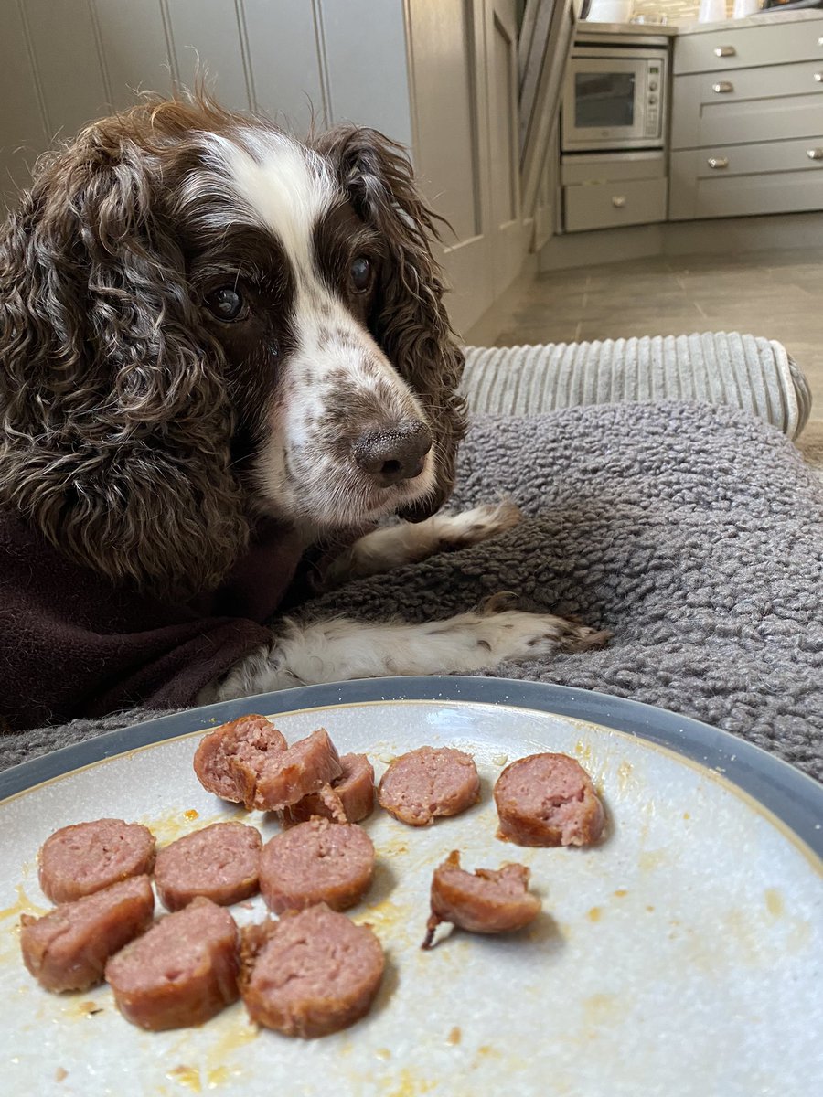 SpanielsSuper's tweet photo. Mum?
Yes Mo?
Idly has come to steal my breakfast 😤
Well eat it up & then he can’t steal it!
But I don’t want it 😔
Well, I can give it to Isky & Ronnie
No! I’m going to torment him 🤣
You little monkey 🐵
#PoorIsky
#SausageSaturday
#MakingHimWait https://t.co/Yoh63XAiUY