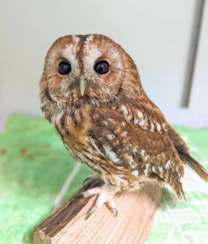 The #TawnyOwl with the injured eye from Swindon is making remarkable progress in his recovery ❤️ we think the eye may be saved, and soon he can be released 😀 Read the update on our campaign page for news of a Roe Deer that was in a very bad way...gofund.me/125baf05
