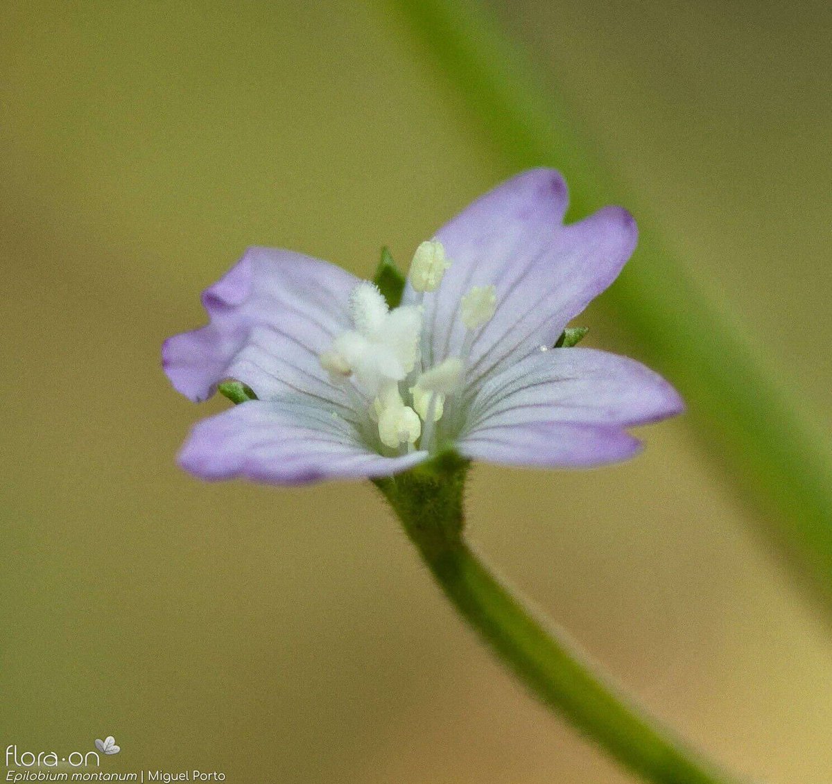 Wow!!!!
3 new species for the Portuguese Flora!!

Achillea pyrenaica, Cuscuta europaea and  Epilobium montanum

Três novas espécies para a flora portuguesa 

flora-on.pt/novidades-arqu… #floradeportugal