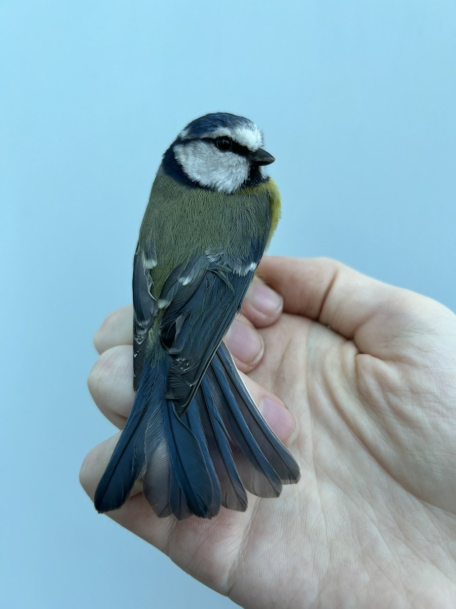 After the excitement and hard work ringing in The Gambia, I decided to have a chilled session ringing on my own in my parents’ garden this morning. Something very homely about catching Blue Tits again, including this one, that I first ringed on New Years’ Day in 2023 🥰