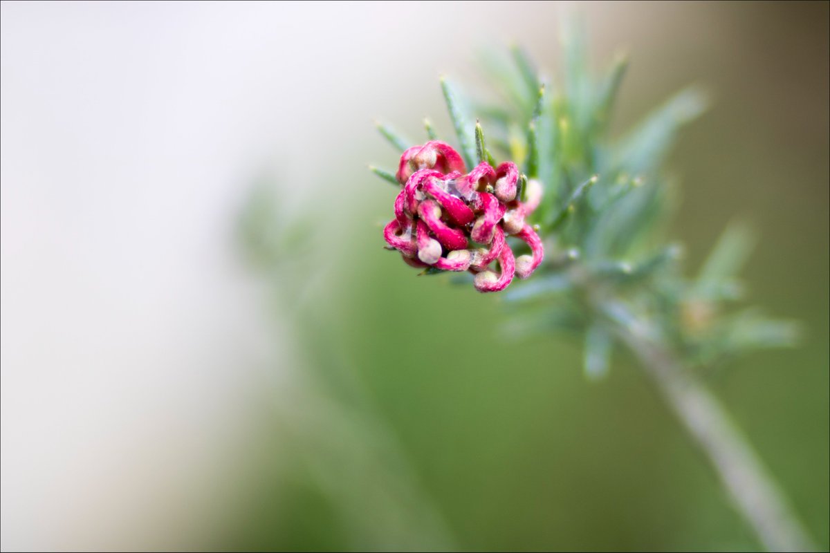 andaradagio's tweet photo. @ViewFromShikhar #Andoer tubi di prolunga per #macro, #canon 750D 🌹 https://t.co/jEWg6bLyGg