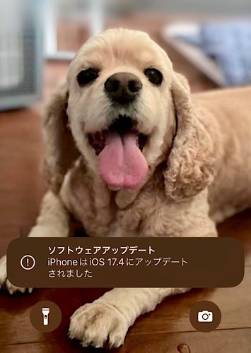 OriPi_OnlyP's tweet image. iOS17.4になった🐶

🐶なってないし💢
👩‍🦰あ！もっと古いOSで動いてるっけ👀
🐶誰が古いOSやねん💢💢
#iOS174
#アメコカ #doggo
#アメリカンコッカースパニエル
#Americancockerspaniel