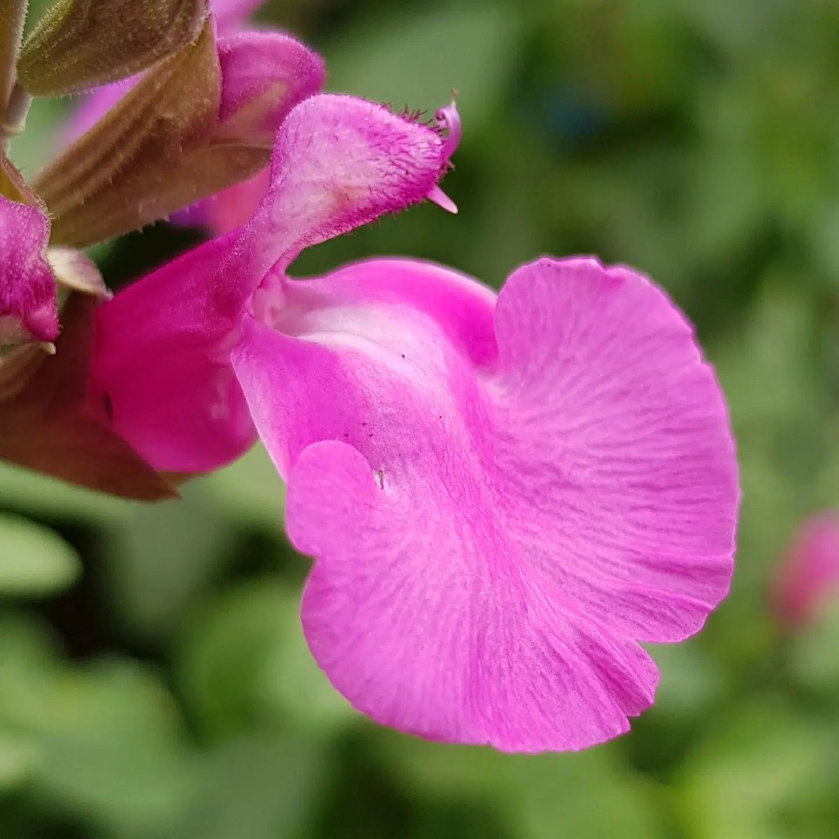 Middleton Nurseries tweet media