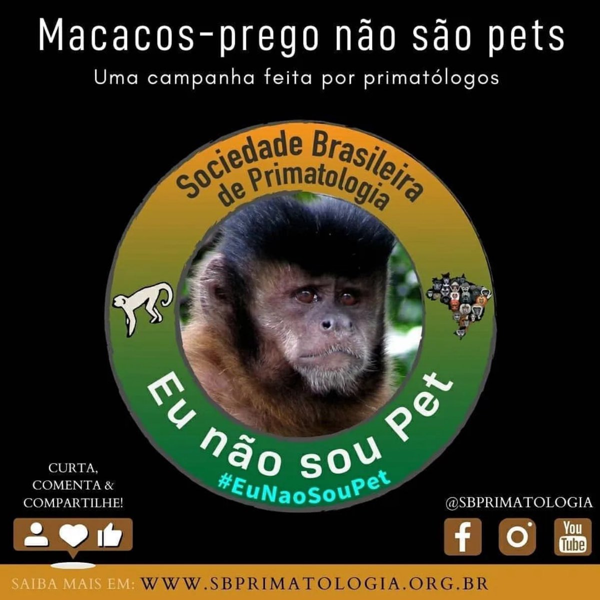 sbprimatologia's tweet photo. Um macaco, não importa onde ele nasceu, SEMPRE será um animal selvagem. Ele pode ser treinado e se acostumar aos abusos das pessoas, mas continua sendo um animal selvagem 🐵
#MacacoNãoÉPet #primatologia #primata #primatas #primatologiabrasileira #animal #animalselvagem https://t.co/5xiDk5uLpA