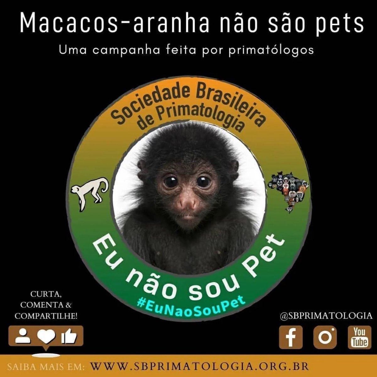 sbprimatologia's tweet photo. Seja ele arrancado de sua mãe por criadores ou caçadores, o trauma é o mesmo 😢
A Sociedade Brasileira de Primatologia afirma categoricamente que MACACO NÃO É PET, em nenhuma situação
🚫🙎♂️🐒
#MacacoNãoÉPet #primatologia #primata #primatas #primatologiabrasileira #animal https://t.co/OiaPgJPoUM