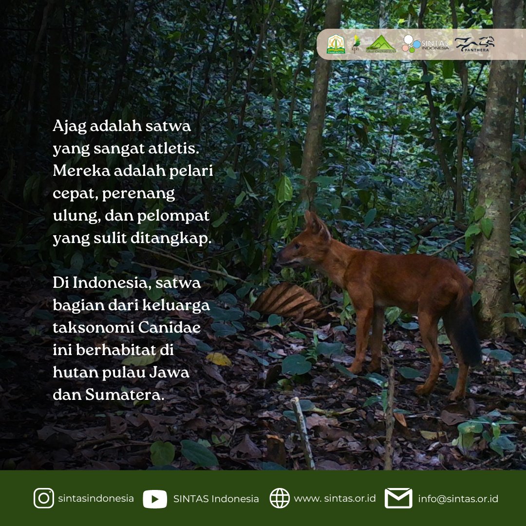 Sintasindonesia's tweet photo. Sama seperti jenis anjing-anjing lain, ajag bersifat sosial dan hidup secara berkelompok. Fun factnya, ajag menyapa sesamanya dengan cara mengibas ekornya lho!🐕🐕🐕
#dhole #cuonalpinus #conservation #SakiSINTAS https://t.co/2wmmIaSX2D