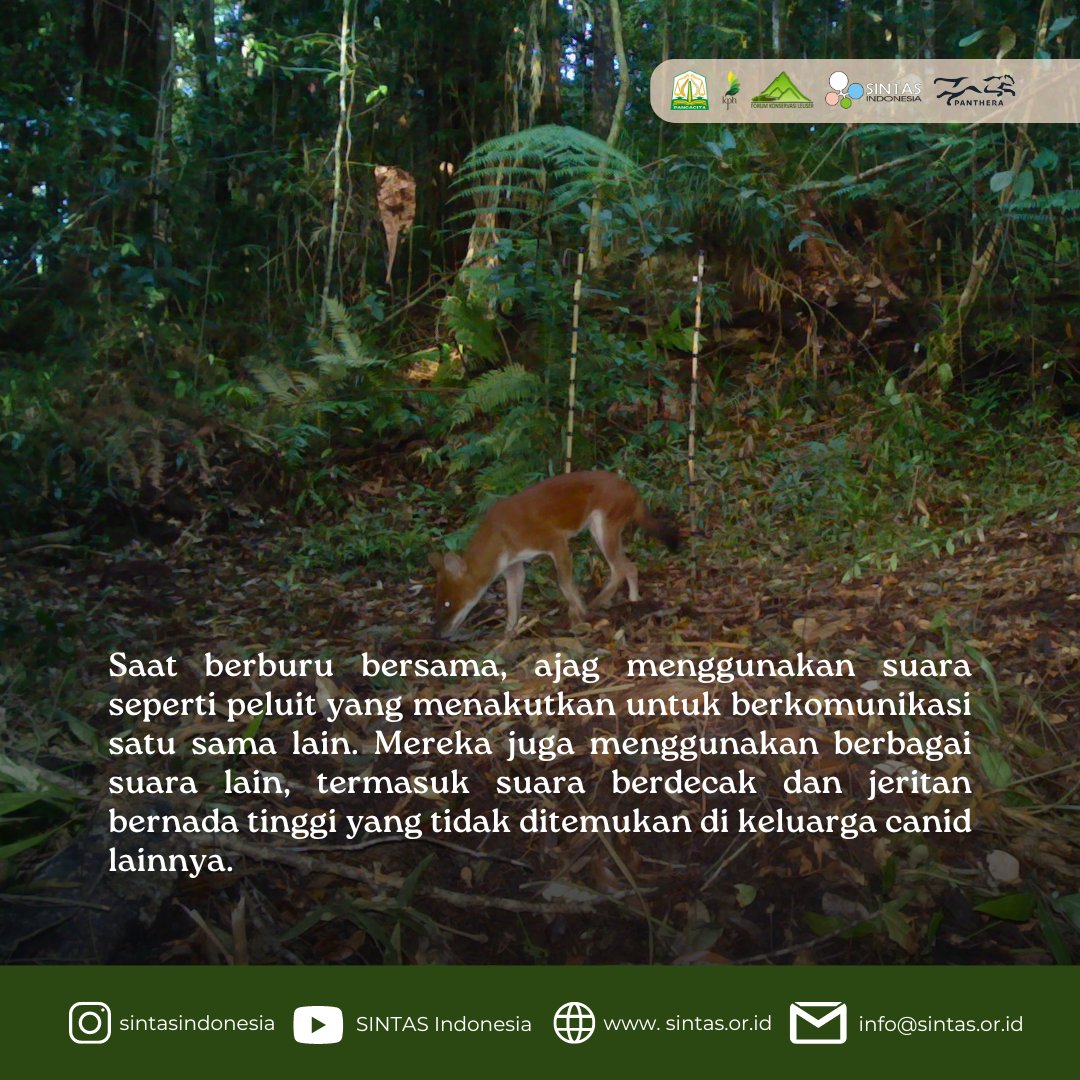 Sintasindonesia's tweet photo. Sama seperti jenis anjing-anjing lain, ajag bersifat sosial dan hidup secara berkelompok. Fun factnya, ajag menyapa sesamanya dengan cara mengibas ekornya lho!🐕🐕🐕
#dhole #cuonalpinus #conservation #SakiSINTAS https://t.co/2wmmIaSX2D