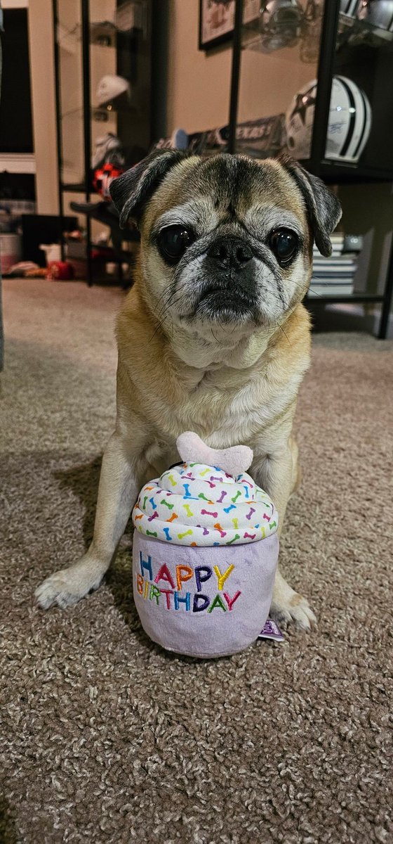 Bobby_Drake1331's tweet photo. #HappyBirthday to my baby girl Sophie who turns 13 today! She's already getting spoiled to start her big day. ๐ฅฐโค๏ธ #puglife #pugluv https://t.co/ysIwljPjK5