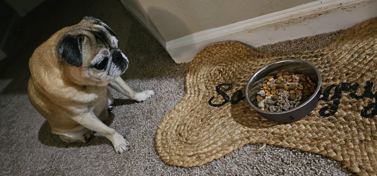 Bobby_Drake1331's tweet photo. #HappyBirthday to my baby girl Sophie who turns 13 today! She's already getting spoiled to start her big day. ๐ฅฐโค๏ธ #puglife #pugluv https://t.co/ysIwljPjK5
