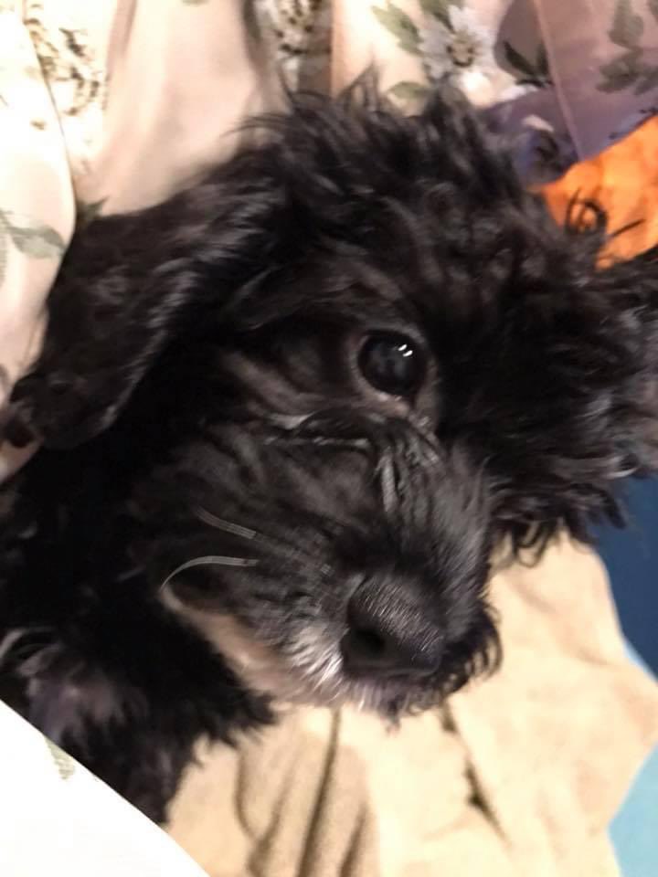 It’s me gotcha day pals…
I has heard a rumour about a baffff!!! 🙄 #Vera🐶
#DogsOnX 
#TwinsiesOnTwitter