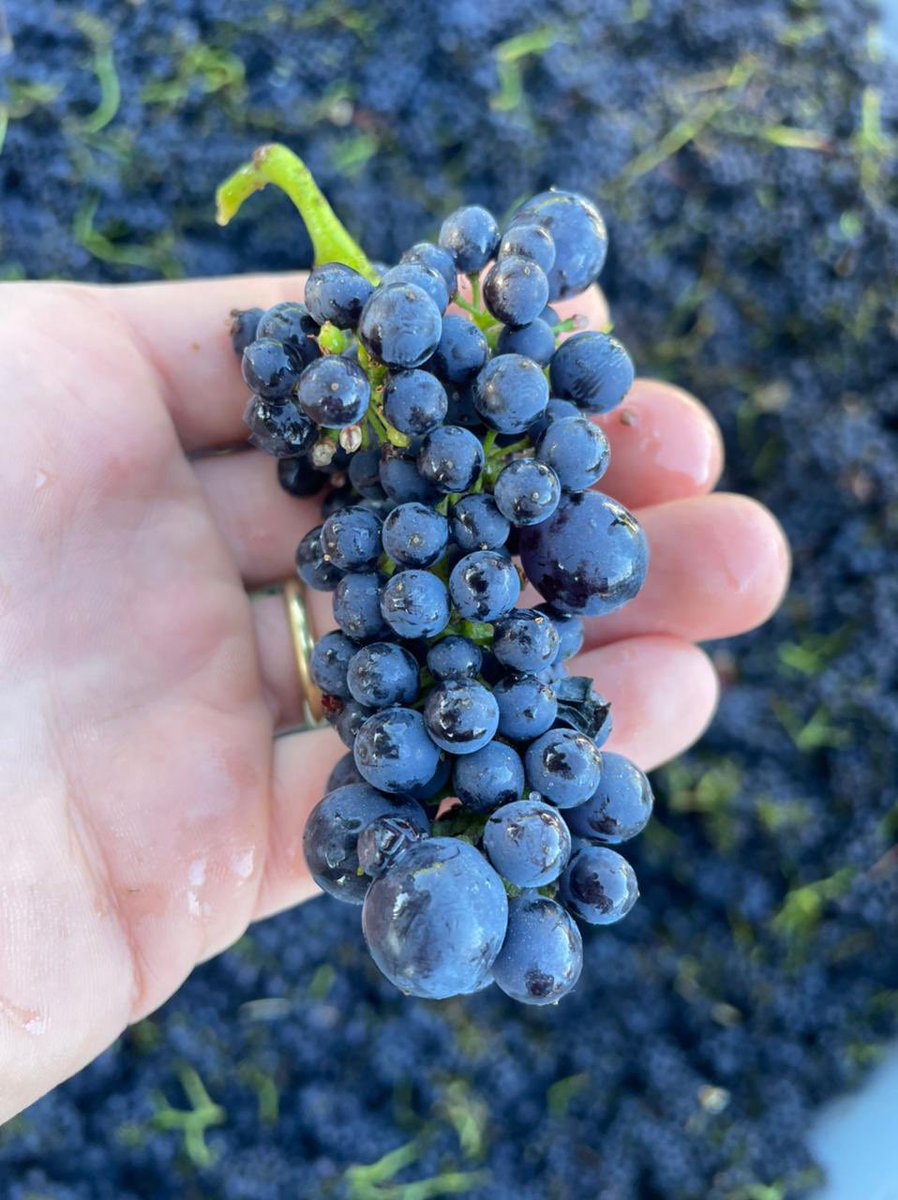 Comenzando nuestra cosecha con un gran día en Leyda ☀️🌊🍇✨
