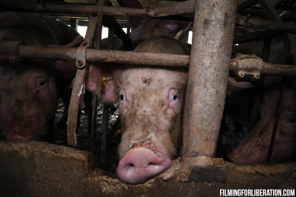 𝐏𝐚ú𝐥 el Vegano tweet media