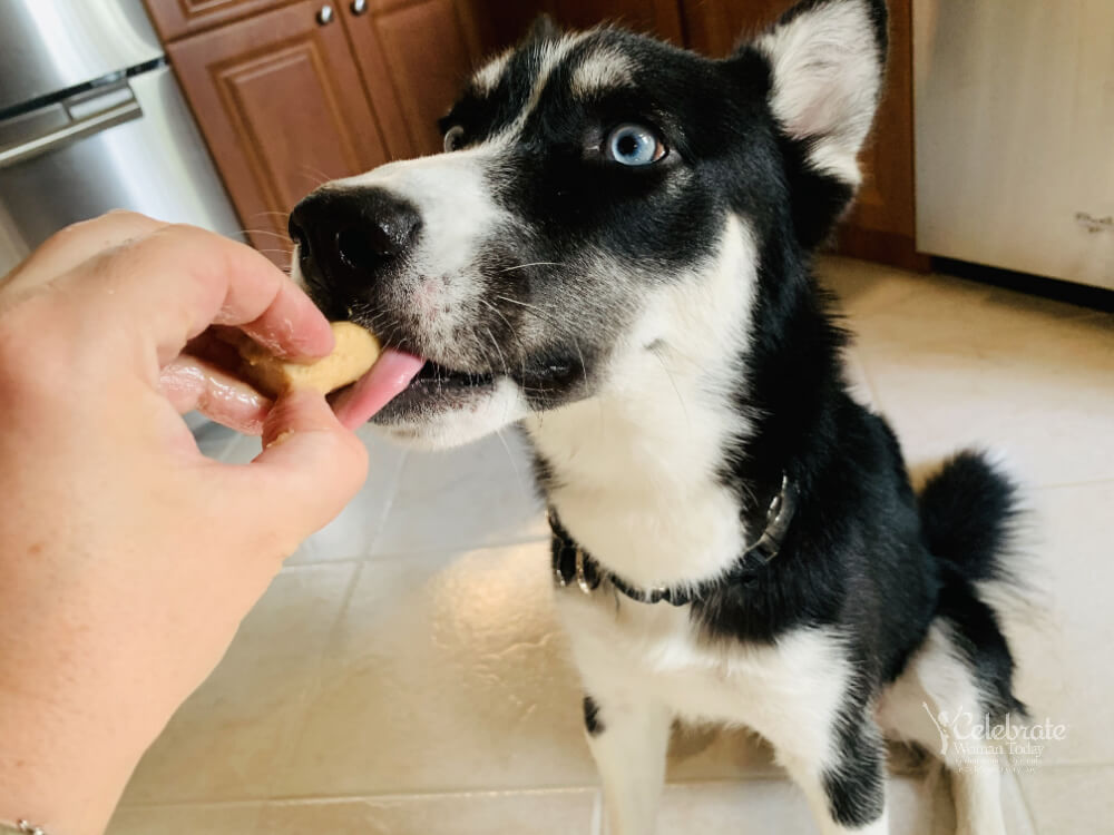 DiscoverSelf's tweet image. Hydrate Your Puppy with these Easy-to-Make #Popsicles and use them as a #Snack, too. Grab a few #Dog #Pupsicles #Recipes in this post. #pets #dogsoftwitter #dogs #hydration #dogpopsicles #MyWowGift bit.ly/2EPYyyq