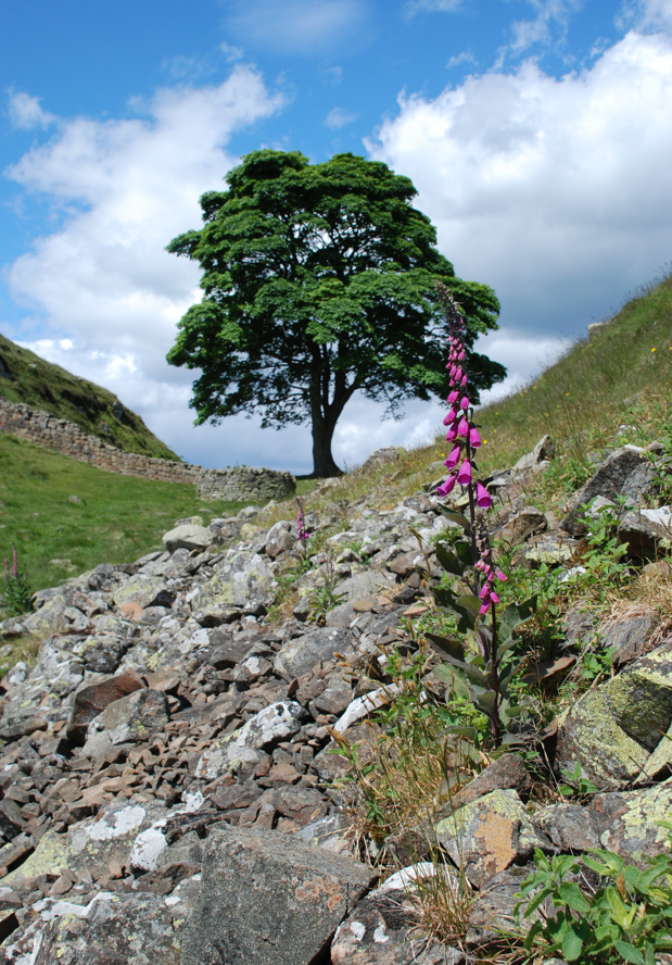 Robert Witcher tweet media