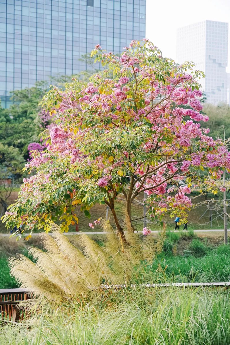 NancyinNanshan's tweet image. 🌸🌼Spring begins with the admiring of flowers. Recently, Jessica and I captured its beauty at the #DashaRiverEcologicalCorridor. Walking beneath a canopy of purple trumpet trees and surrounded by the sweet scent of spring, it was pure joy. #FlowerViewing