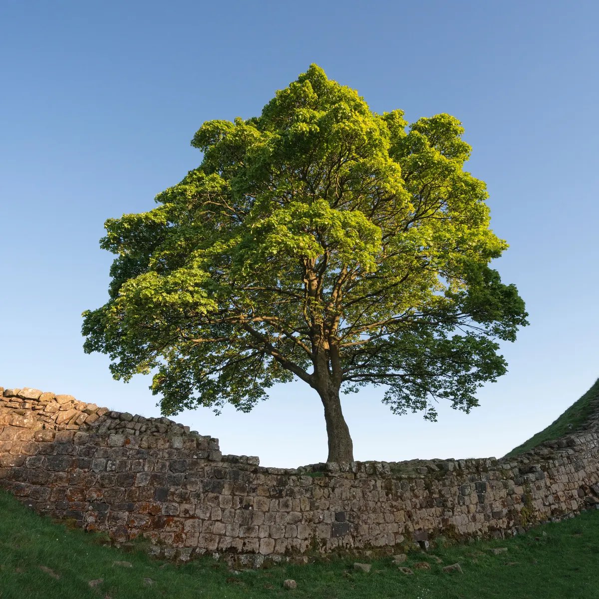 It’s lovely to hear that there is new life coming from the iconic Sycamore Gap tree what happened to the tree was such a senseless crime which it still hasn’t had justice #SycamoreGap