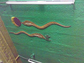 OMApproach's tweet image. Today is the new moon, a day when the Sun and the Moon are in perfect equilibrium, a day for resurrection and enlightenment.

Just as explained in the Temple of Hathor, the spirit starts rising like a &apos;serpent&apos; on the fourth day of the waning crescent moon, three days after the…