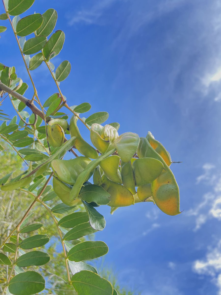 ByronAndradeY's tweet photo. La biofilia es el amor innato a la Naturaleza, las especies y la vida que inspira a la Humanidad para su supervivencia, por el vínculo que ese amor establece entre la salud ambiental y la salud humana.
#biofilia #amorporlanaturaeza #guarango #tara https://t.co/WAnHzk4v21