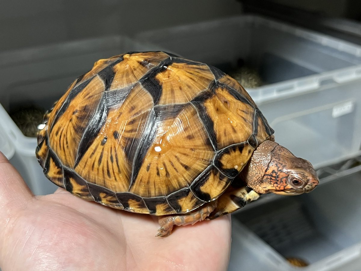 クリーパーアメハコ百景アメリカハコガメ飼育術 クリーパーアメハコ百景アメリカハコガメ飼育術 愛好家から学ぶ