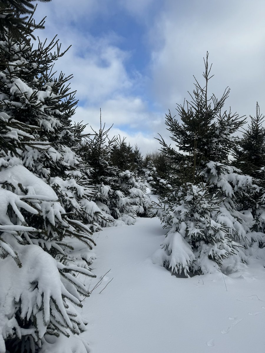 Breaking trail this morning in the Cove. #snowshoersdream #mostsnowallwinter #fortunecovetravels #pei