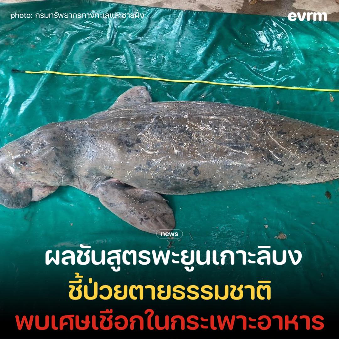 น้องอาจจะเสียชีวิตจากธรรมชาติ แต่ในท้องของน้องมีเศษเชือกในนั้น ขยะทะเลก็ทำร้ายน้องเช่นกัน มนุษย์มึงแหกตามาดูด้วย!!!!