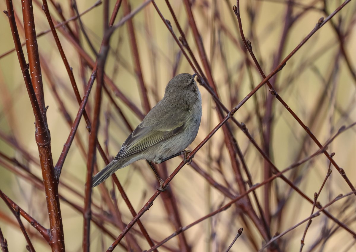 A little thank you to Cian Cardiff for the Siberian Chiffchaff at ECNR Wicklow great views at the second hide, I have seen them there before also a Redwing hanging around the entrance gate,😆🦊😆